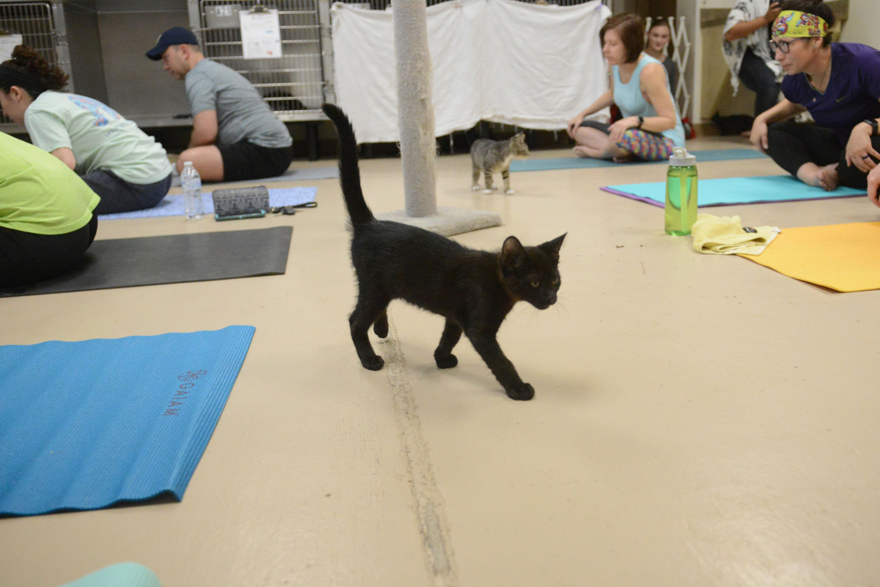 Cat Yoga at Aggieland Humane Society